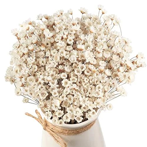 500 Pcs Mini Natural Dry Chamomile Flowers Decoration